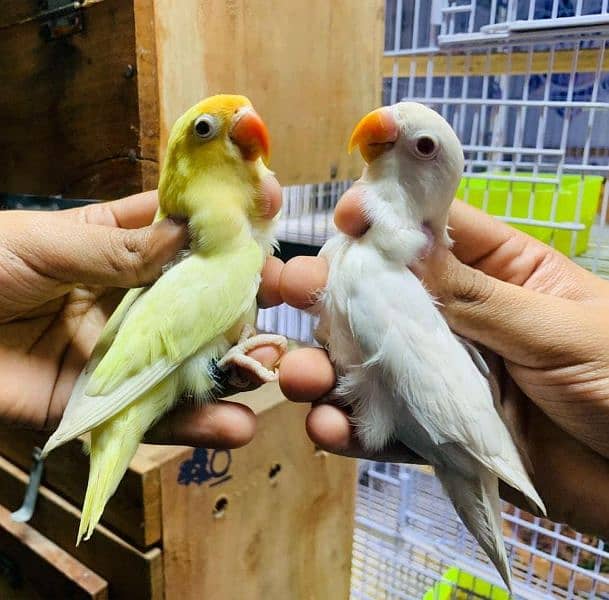 Dicino creamino albino red eye love birds all birds available 8