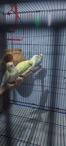 Dicino creamino albino red eye love birds all birds available 10