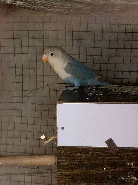 Dicino creamino albino red eye love birds all birds available 11