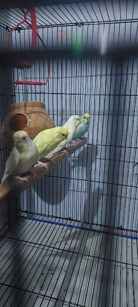 Dicino creamino albino red eye love birds all birds available 13