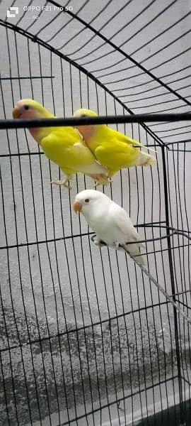 Dicino creamino albino red eye love birds all birds available 14