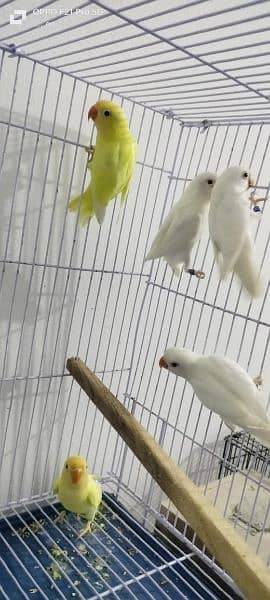 Dicino creamino albino red eye love birds all birds available 16