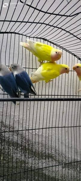 Dicino creamino albino red eye love birds all birds available 17