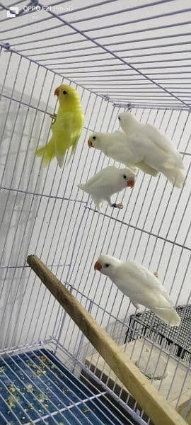 Dicino creamino albino red eye love birds all birds available 18