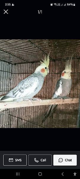 Dicino creamino albino red eye love birds all birds available 19