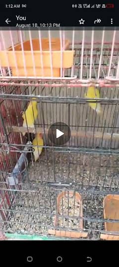 birds for sale___03042785089