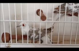 2 diamond pied dove pair