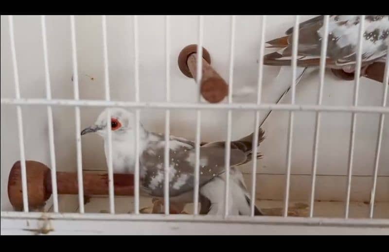 2 diamond pied dove pair 0