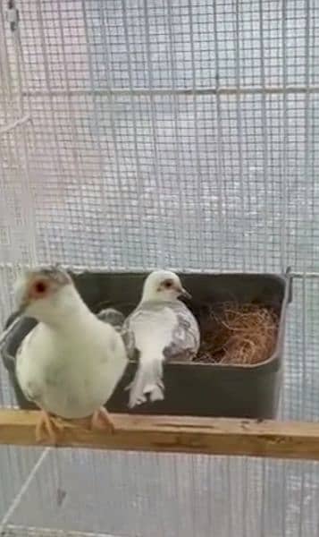 2 diamond pied dove pair 3