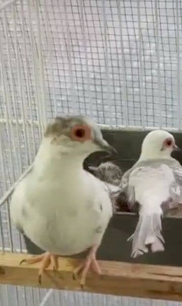 2 diamond pied dove pair 4