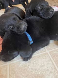 Labrador black Puppy for sale 0