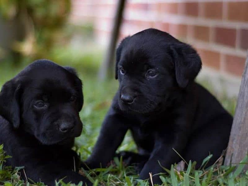 Labrador black Puppy for sale 1