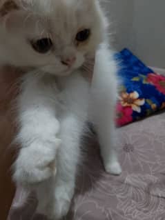 triple coated female kitten 2 months punch cross