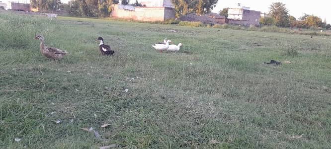 duck eggs