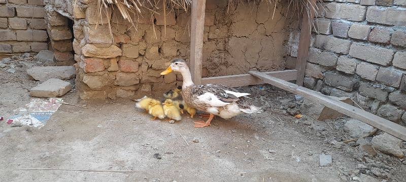 duck eggs 1