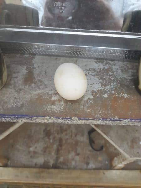 duck eggs 2