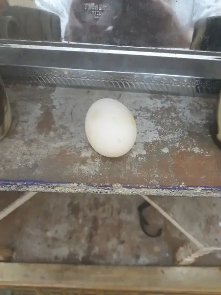 duck eggs — photo 3