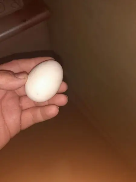duck eggs — photo 4