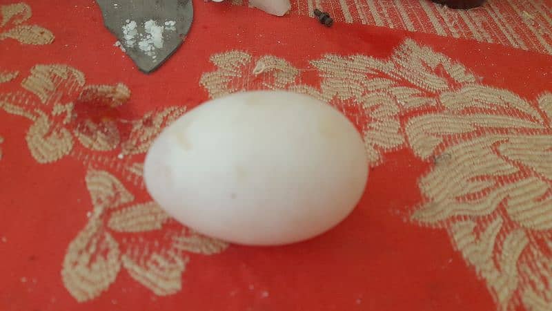 duck eggs 4