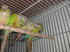 green chick conure 0