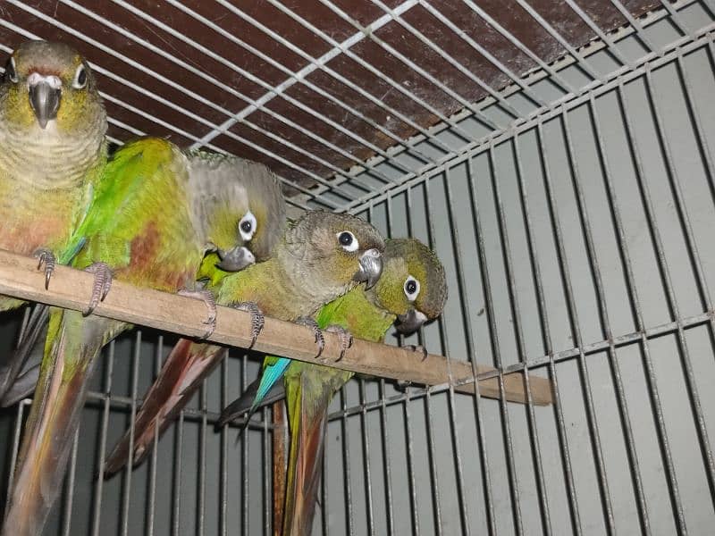 green chick conure 0