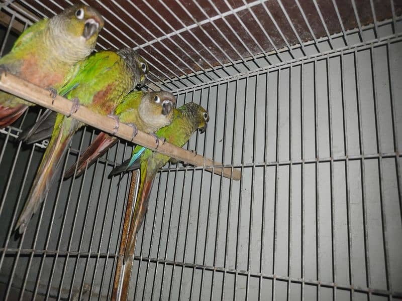 green chick conure 2