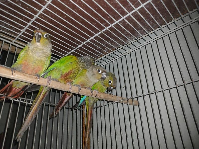 green chick conure 3