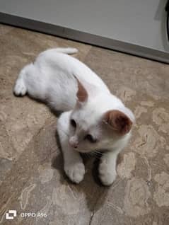 Persian cat for sale 0