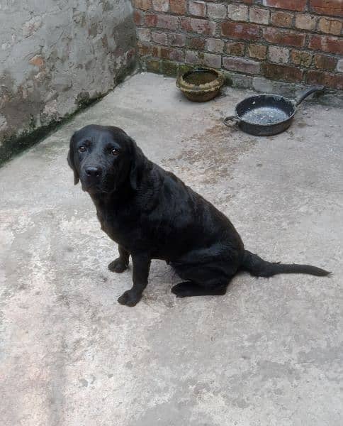 American Labrador Female 1