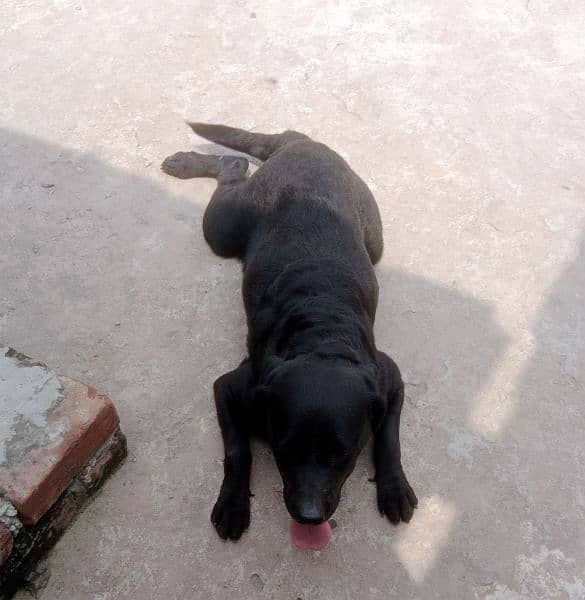 American Labrador Female 2