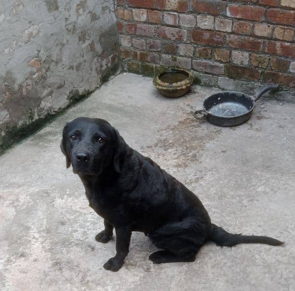 American Labrador Female 3