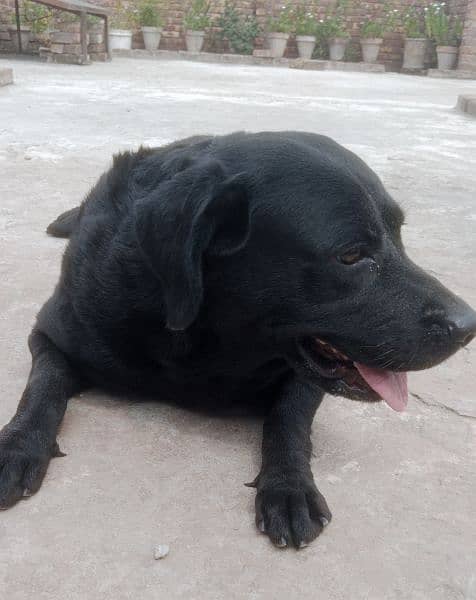 American Labrador Female 4