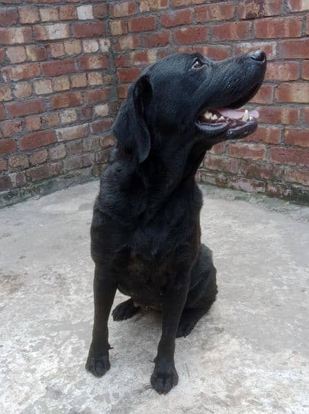 American Labrador Female 5