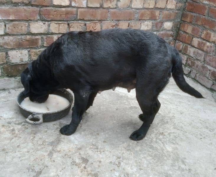 American Labrador Female 6