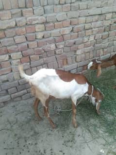 Desi pure Dogli goat