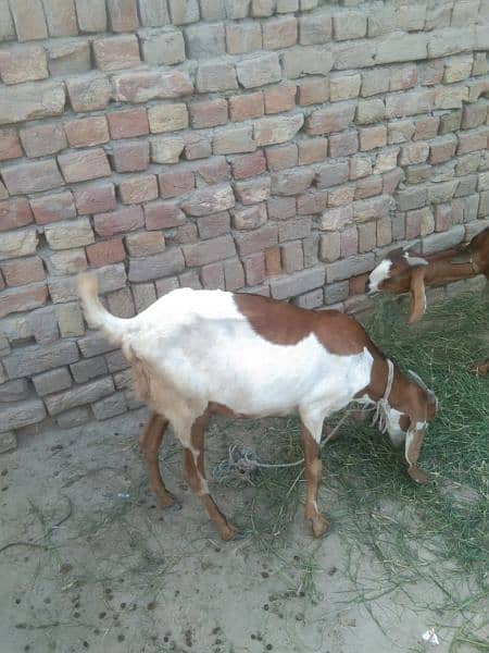 Desi pure Dogli goat 0