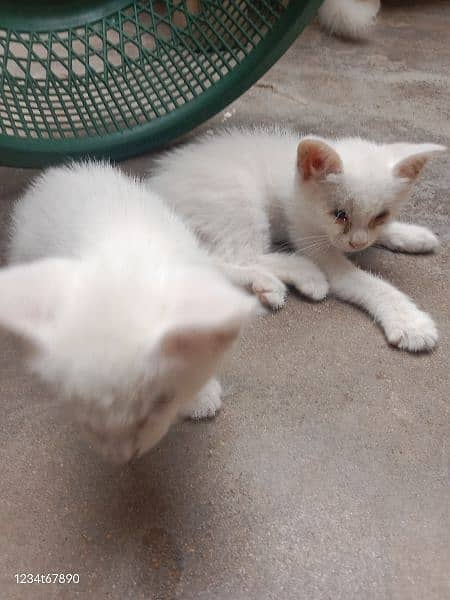 2 babies with Persian cat free 1