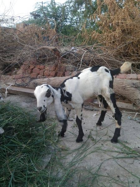 Desi pure Dogli goat 1