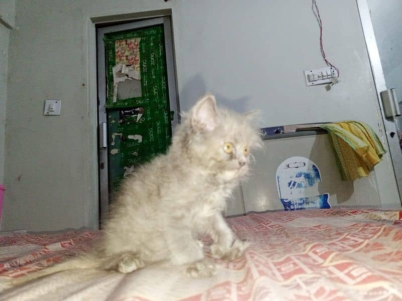 Pure Persian Semi Punch Face Cats/Kittens 3