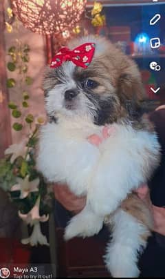 shihtzu  puppies available