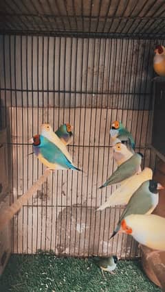 Lady gouldian finches common and latino looking for a new family