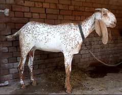 Makhi cheeni show class goat