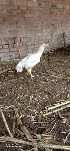 white Heera female hen and Thai cross chicks