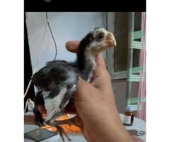 Indian parrot beak longtail chicks 0