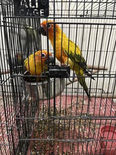 Sun Conures