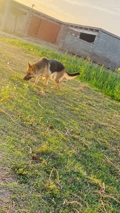 Pregnant German Shephered Breeder female