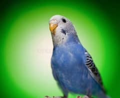 Australian Budgies Parrots male and female breeder pairs touty