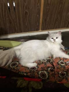 cat for sale only one time blead contact number 03104581591