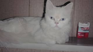 Persian Cat 0