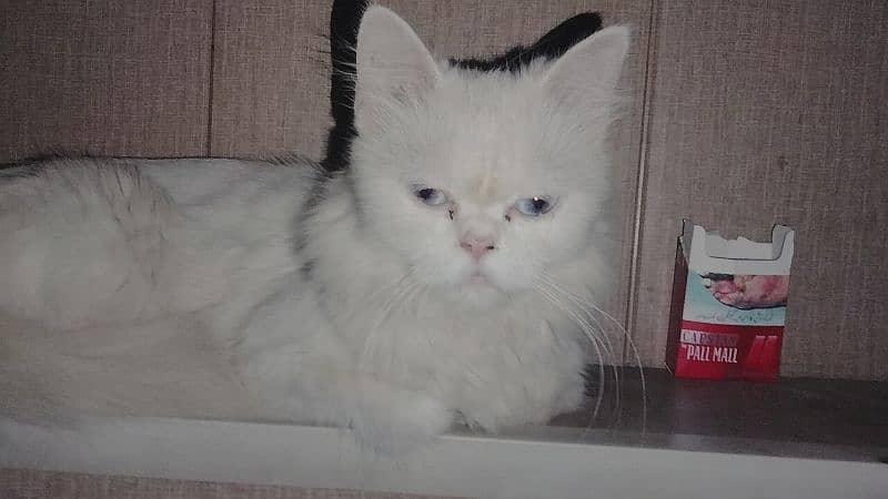 Persian Cat 2